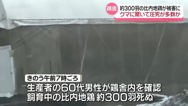 比内地鶏約300羽が死んでいるのが見つかる　クマに驚いて圧死したか