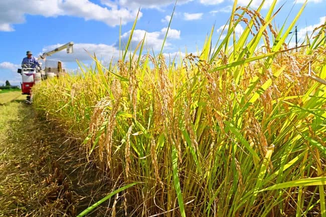 コメの業者間取引価格が各地で急落。3万円を割り込み1年前の水準を下回る。さらなる下落へ