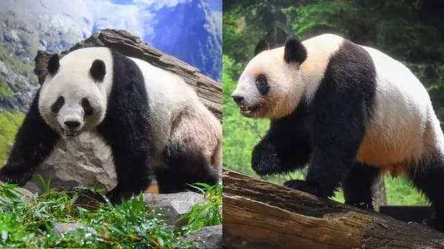 上野動物園の双子パンダ、1月末に中国に返還　国内パンダ０に