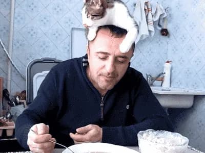 ねこちゃんgif貼って