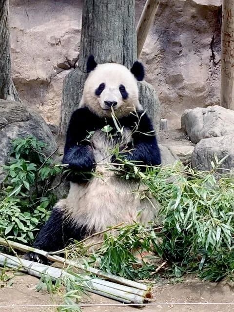 【急募】パンダの代わりが務まる動物