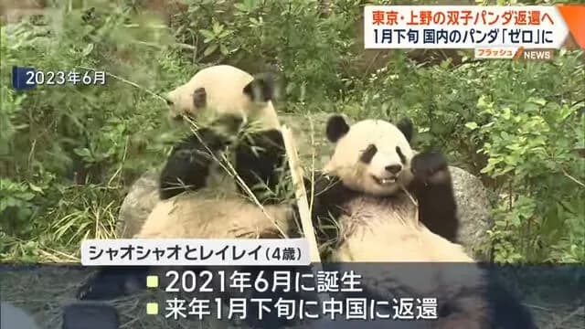 普通の日本人「え？パンダ見れなくなるの？うーんでもまぁしょうがないか」