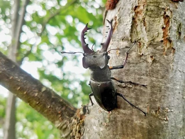 ミヤマクワガタとかいう男のロマンが詰まったクワガタ