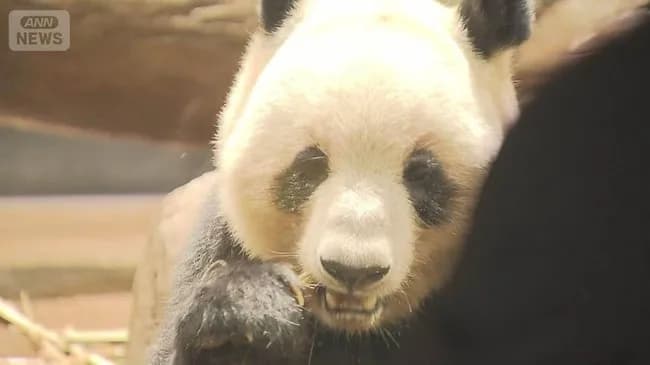 【悲報】上野動物園のパンダに日本人殺到！４時間待ち、観覧１分WWWWWWWWWWWWWWWWWWWWWWWWW