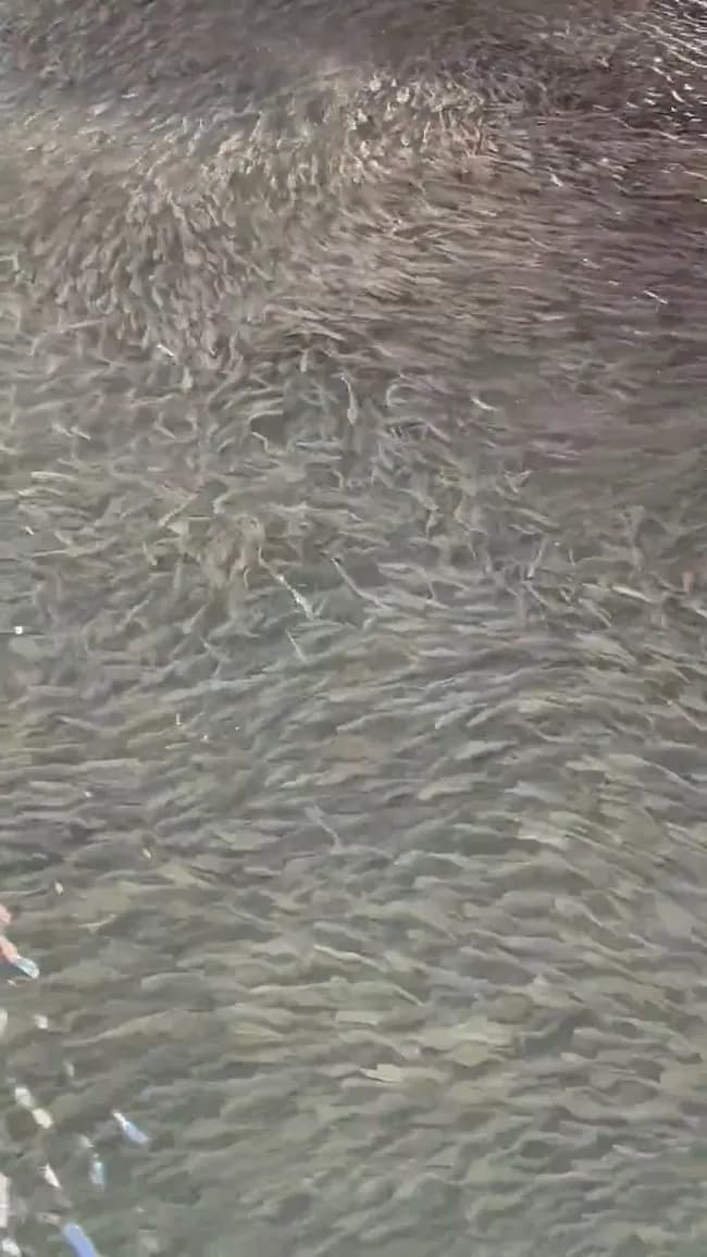 【動画】道頓堀のボラの大群、不気味すぎるWWWWWWWWWWWWWWWWWWWWWWWWW