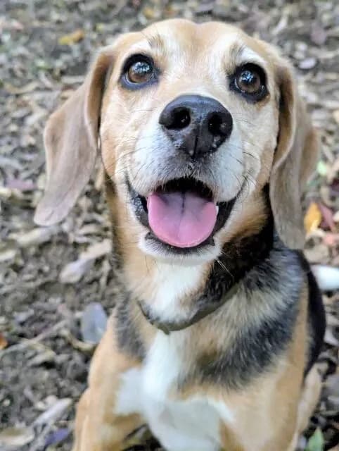 一番かわいい犬種www