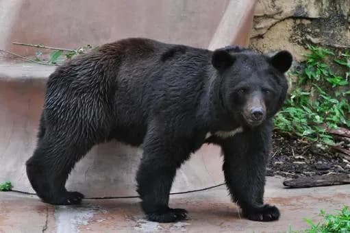 【疑問】正義感が強い人「熊を安易に殺すな！」←これ言うほど間違ってるか？ｗｗｗｗｗｗｗｗｗｗｗｗｗｗｗｗ