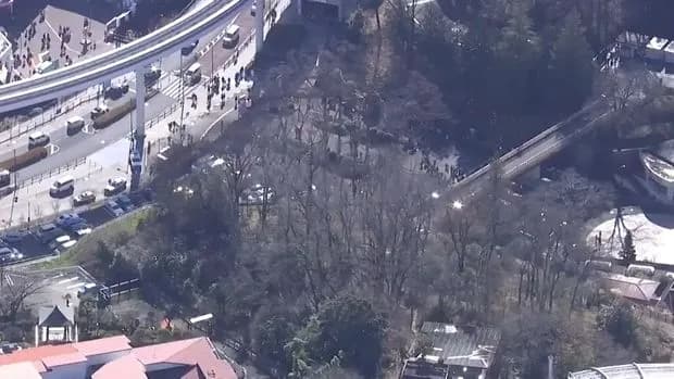 【朗報】逃げたオオカミを捕獲【多摩動物公園】