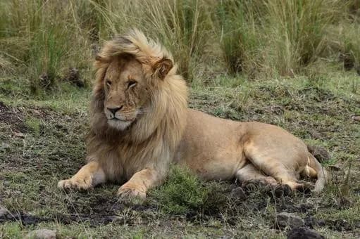 【疑問】サバンナにいるライオンなどの肉食獣は何で人間には全く襲わないん？ｗｗｗｗｗｗｗｗｗｗｗｗｗｗｗｗ