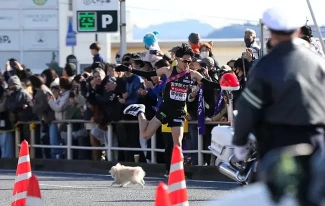 駅伝妨害したポメラニアンｗｗｗｗｗｗｗｗｗ