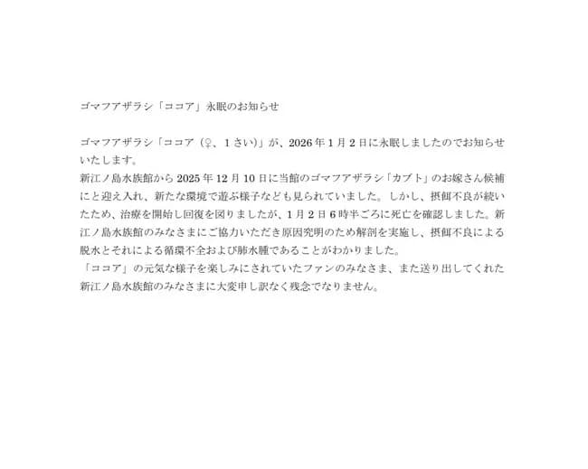 【悲報】ゴマフアザラシ（1）、移動させただけで死亡