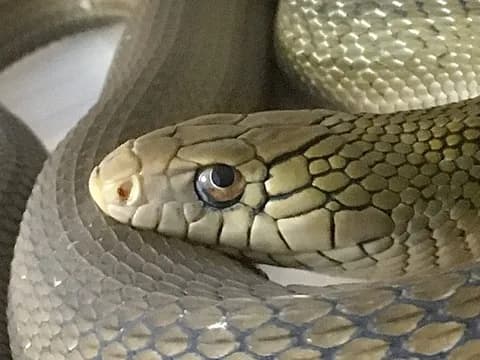 ヘビ「おっ! ライフル銃やん、食ったろ!」