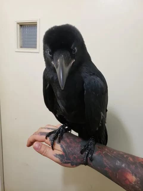 【画像】カラスさん、可愛過ぎる