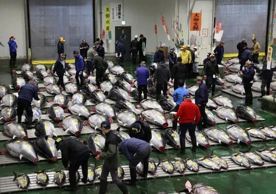 マグロ初競り史上最高5億超える