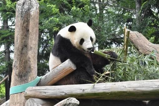 【悲報】パンダ、よく見ると可愛くないし何故人が群がるのかわからないｗｗｗｗｗｗｗｗｗｗｗｗｗｗｗｗ