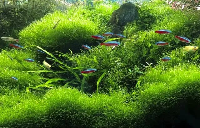 アクアリウム？とかいうの始めたいんやが