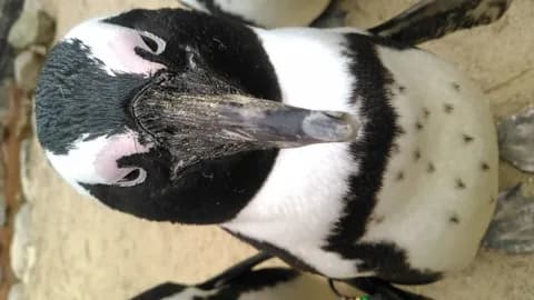 クッソだせぇ画像下さい