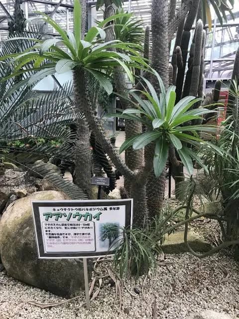 ダサい名前の植物で打線組んだｗｗｗｗｗｗ