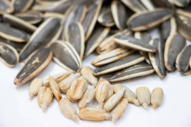 メジャーではひまわりの種食べてる人多いけど日本では全然見ないのなんでなんやろね