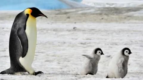 【画像・GIF集】ペンギン「ちょっとぐらい混ざってもバレへんやろ・・・」