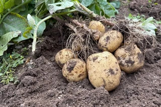 今年はジャガイモを育てようと思ってる