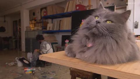 ネッコさん、とんでもない場所でくつろいでしまう