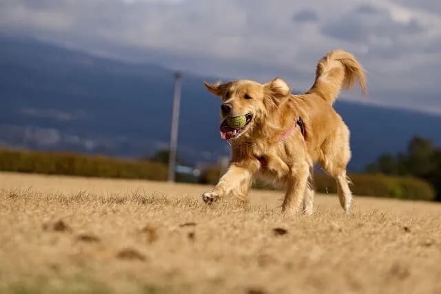 ゴールデンレトリバー←可愛いです、性格良いです、モフモフです