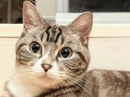 【朗報】『猫』を『ハゲ』に変えると可愛くなくなることが判明ｗｗｗｗｗｗｗｗｗｗｗｗｗｗｗｗ