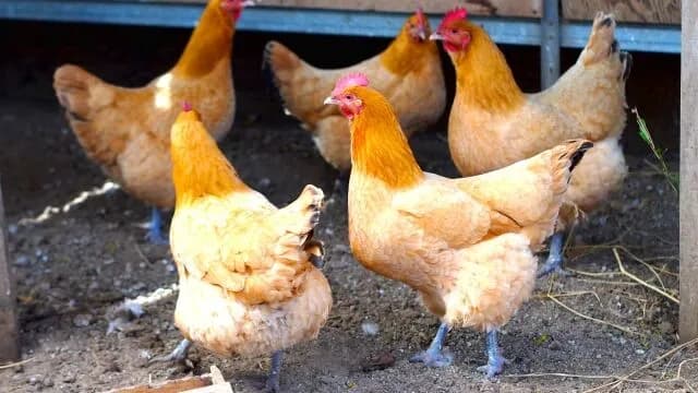 なんで鶏とか言う食べるとこ少ない動物が肉界の重鎮面してるんや？