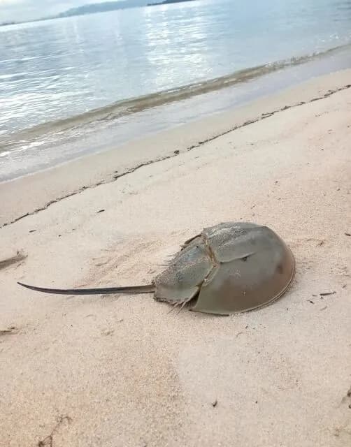 カブトガニとかいうカブトとカニありきの存在