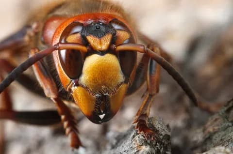 スズメバチ「なに人の顔ジロジロ見てんだよ」