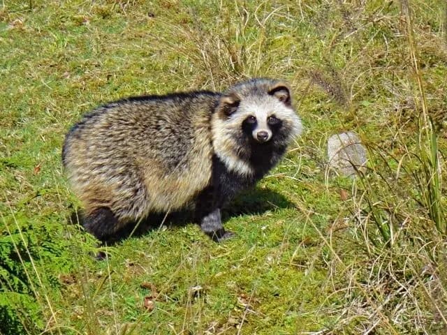 「たぬき」とかいう鈍くさくてモフモフなのに家畜化されないプライド高い動物wwwww