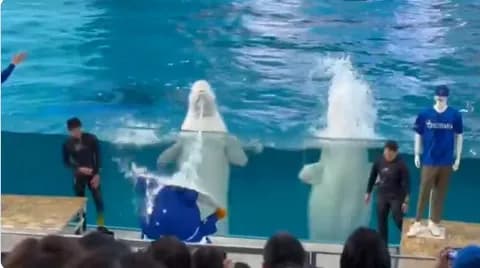 DeNA　新スローガン発表でスターマンが“滝行”！？イルカの強烈な放水を浴びる衝撃の演出が話題にｗｗｗ