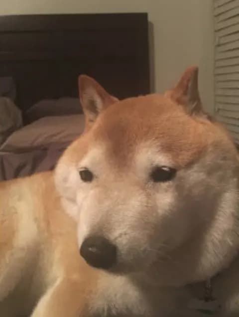 イッヌ、涼しい場所を見つける