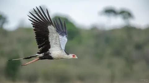 【速報】火の鳥、発見される