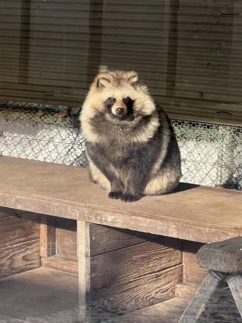たぬき(可愛いです、臆病です、のんびりしてます)←この動物