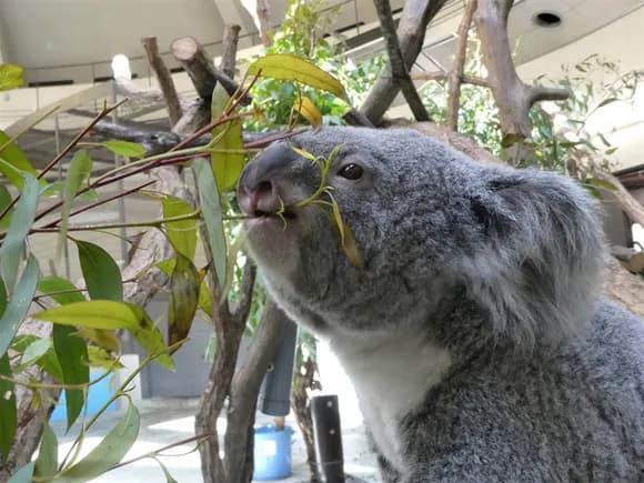 【悲報】 コアラの年間の食費、なんG民100人分くらいかかっていた・・・