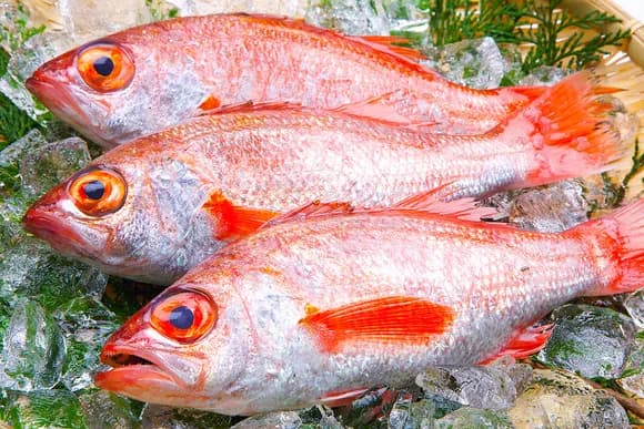 【朗報】我が国、ノドグロの完全養殖に成功ｗｗｗｗｗｗｗｗｗｗｗｗｗｗｗｗ