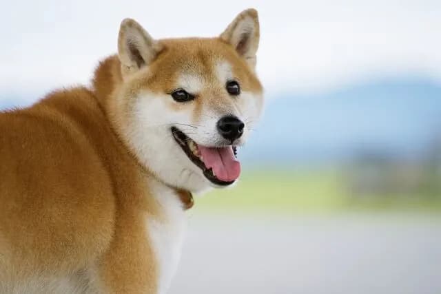 柴犬さん、うっかり日本で覇権を取ってしまう・・・