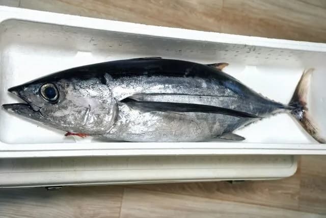 「ビンチョウマグロ」「メバチマグロ」←こいつら誰が好きなん？