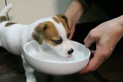 【画像】犬さんお水を飲んでご満悦
