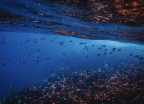 【悲報】南鳥島レアアース、中国産の20倍コストがかかるかもｗｗｗｗｗｗｗｗｗ