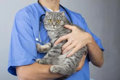 【疑問】猫好きに限って猫去勢してるのなんで？