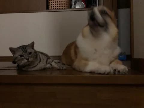 日曜日やし猫の画像を貼る