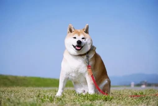 【悲報】一人暮らしで犬を飼ってないバカって人生の99%を損してるよなｗｗｗｗｗｗｗｗｗｗｗｗｗｗｗｗ