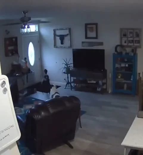 【悲報】イッヌ、壁を壊してしまい呆然