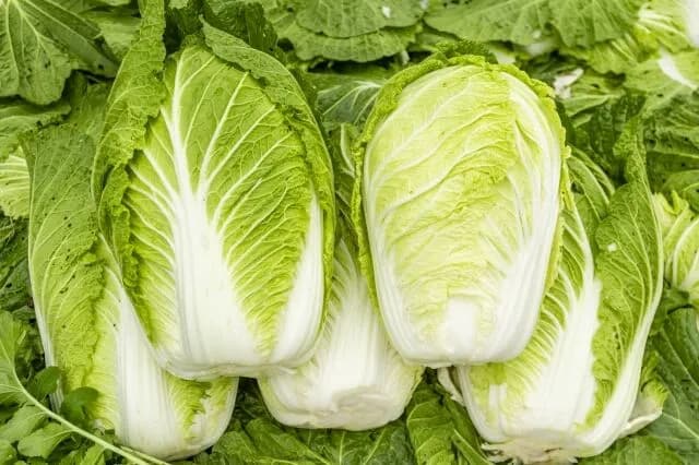 白菜いっぱい貰ったんやけど、白菜使う料理教えてクレメンス