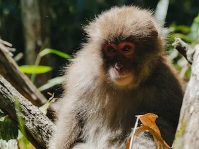 【悲報】人間に育てられた猿、猿山に戻され異物としてイジメられる・・・・・・・・・