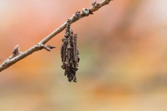 【疑問】「ミノムシ」って何年も見ないけどアイツらどこいったんや・・・・・・・？