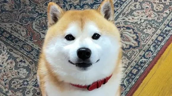 【悲報】動物系YouTuber柴犬らんまる、収益化停止される・・・・・